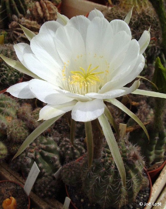 Echinopsis mairanana n.n. KK816, Mairana, Bolivia JLcoll.1422